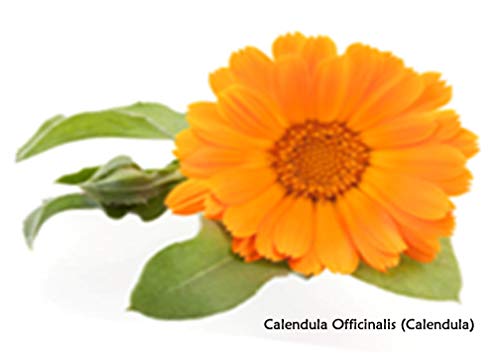 Yeast Rescue Soap Soother 16 fl.oz. Refill Economy