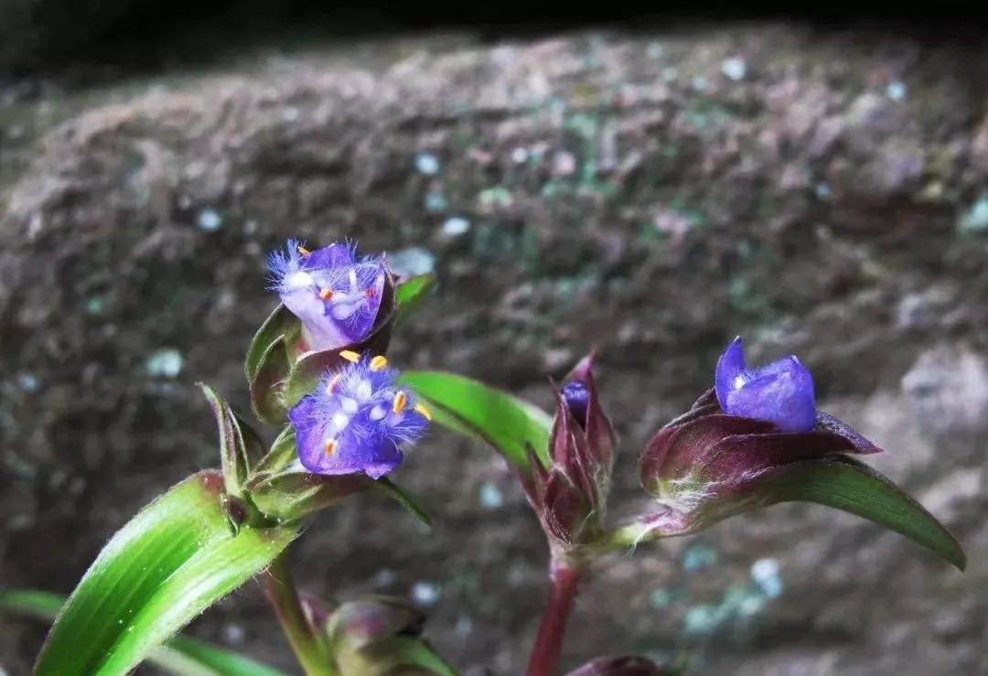 WonderLand Herbs 3.55 Oz. Cyanotis Ecdysone Extract Powder, Pure & Strong 98% Ecdysterone ECDYSONE & Dioscin Formula, Builds Solid Muscle Fast & 100% Natural