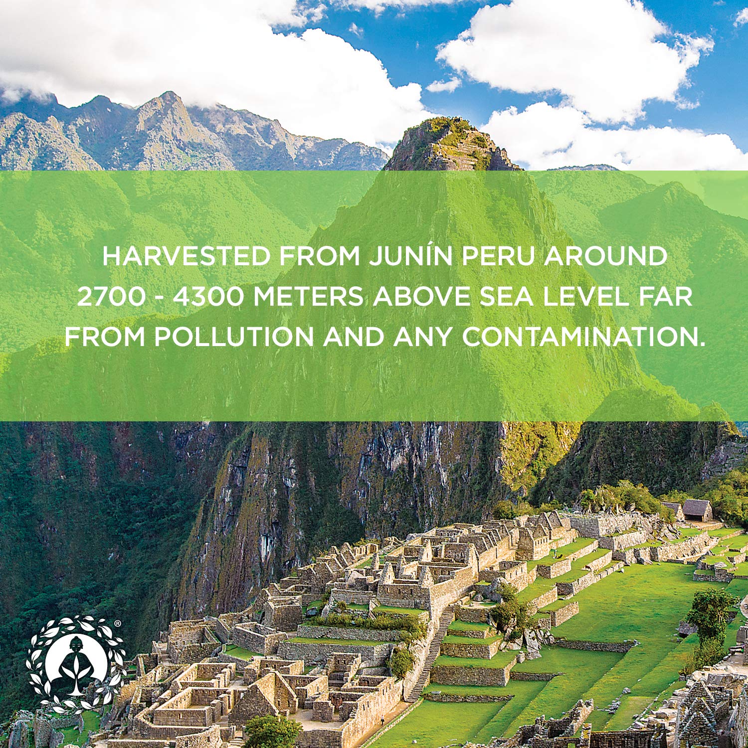 Zen Spirit Maca Root Powder Organic - Peruvian Root Premium Grade Superfood (Raw) Zen Spirit